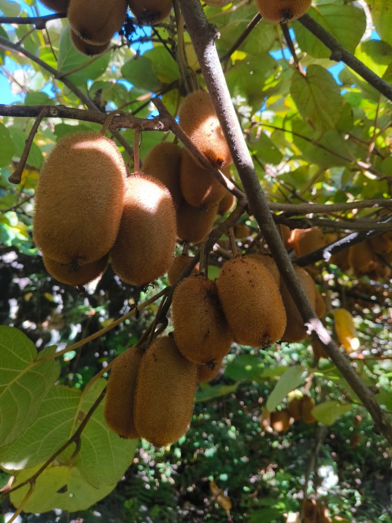 Kiwi fruits growing on the vine