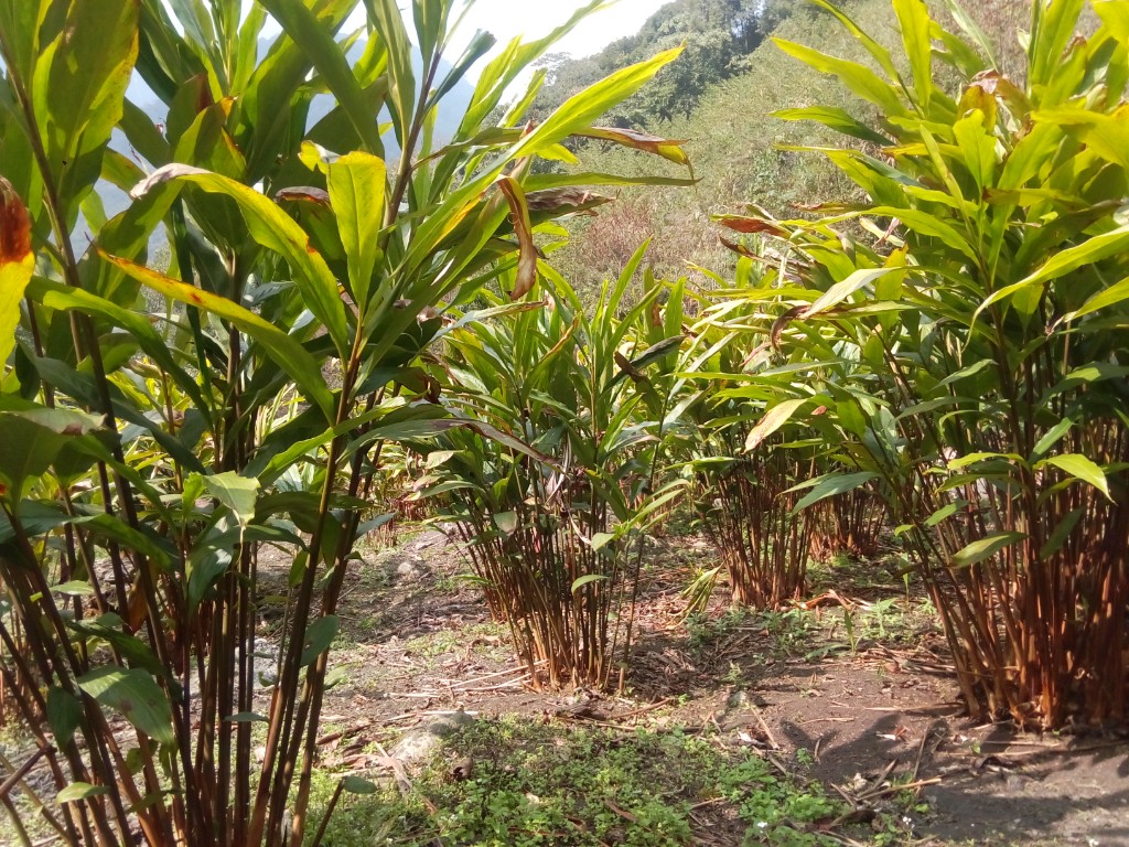 Cardamom plants in Anjaw farmland