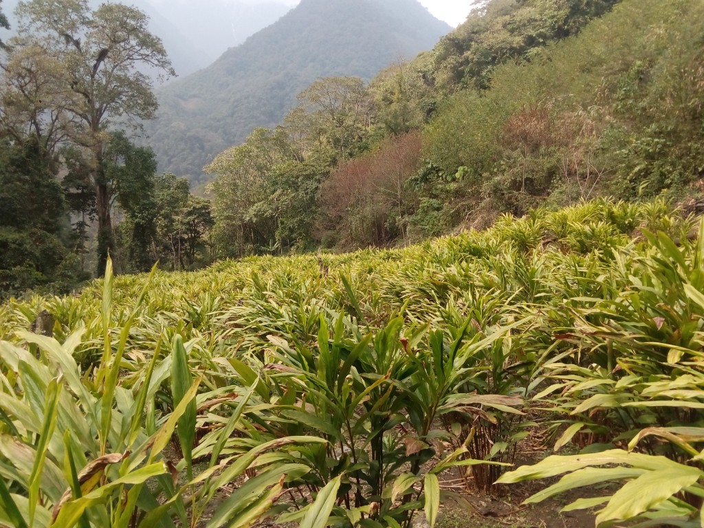 Cardamom cultivation landscape