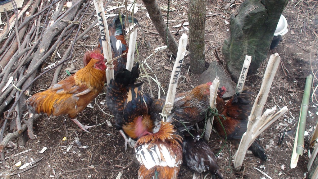 Traditional livelihood and rural scene