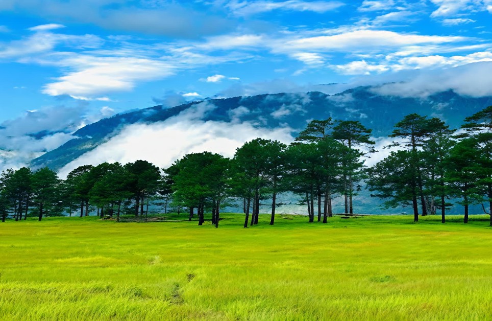 Green meadow and pine trees near Dong
