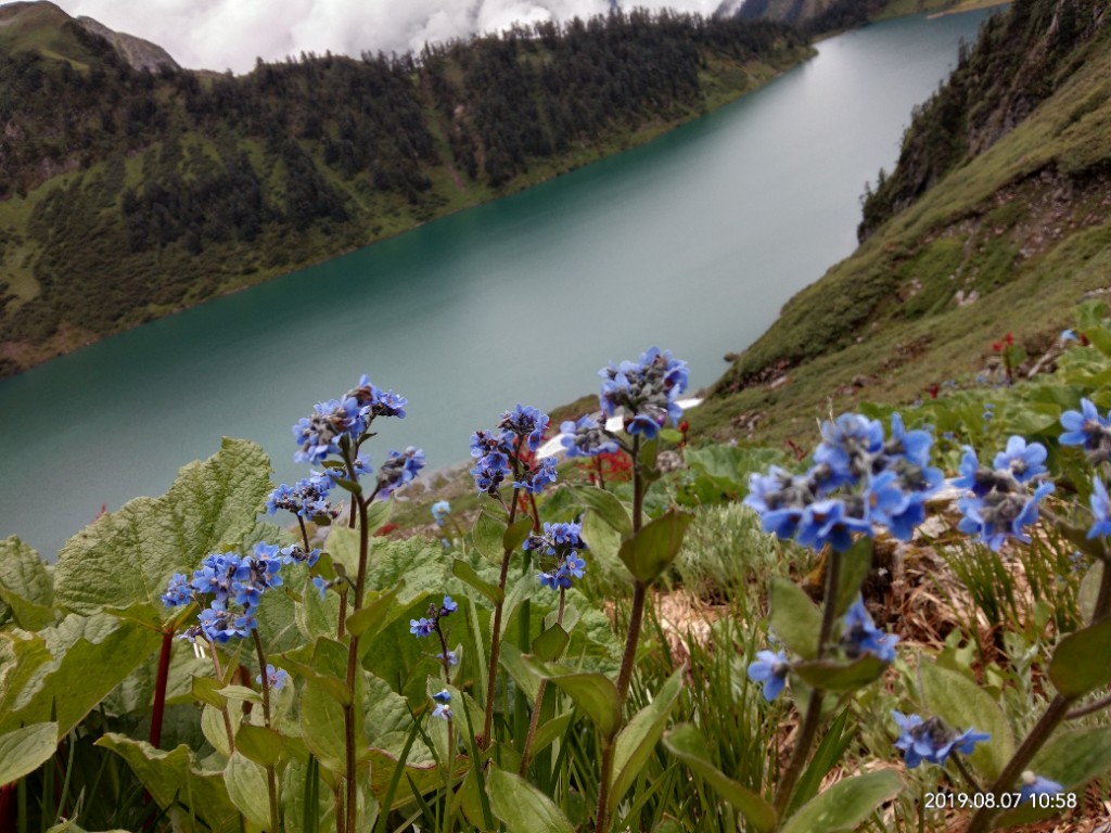 Wildflowers overlooking a high-altitude lake